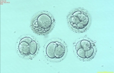 GYNIA Embrio - Celule embrioni