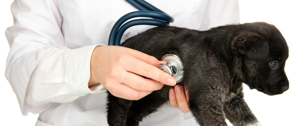 îngrijire oftalmologică în clinicile veterinare